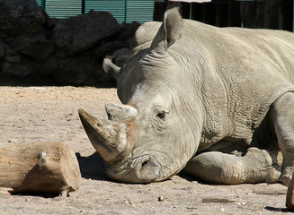 Fototapeta premium rhinocéros