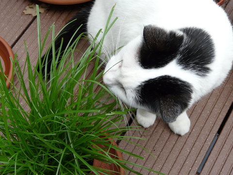 Katze fri&szlig;t Grass