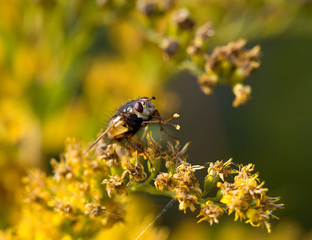 Hoverfly washing legs
