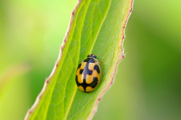 a ladybug resting in the leaves