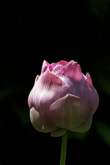 Side view of pink lotus