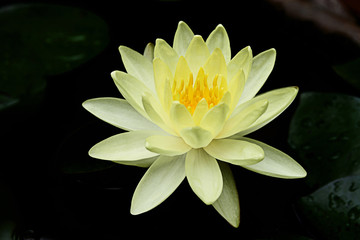 Yellow Lotus
