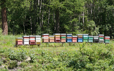 Apicoltura - Bee hives