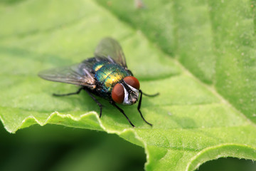 red-headed flies