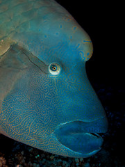 Napoleon Fish
