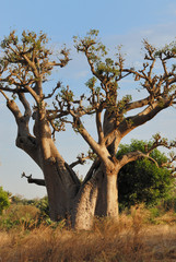 arbre baobab