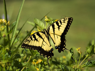 Yellow Swallow