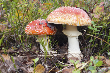 Two beautiful fly agarics (Amanita muscaria)