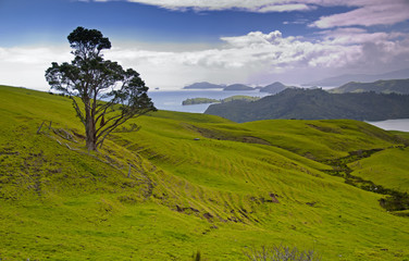 The Coromandel Paninsular in New Zealand.