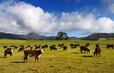 Keuken spatwand met foto Nieuw-Zeelandse koeien en platteland. © Kingsman