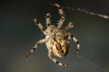 Spinnennetz mit Spinne