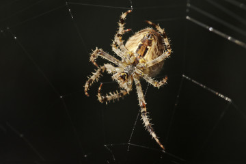 Spinne