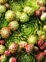 Closeup of succulent plant Sempervivum (Crassulaceae)