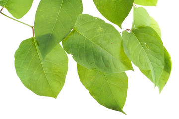 Real green September leaves with defect