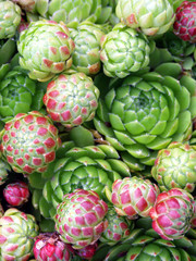 Closeup of succulent plant Sempervivum (Crassulaceae)