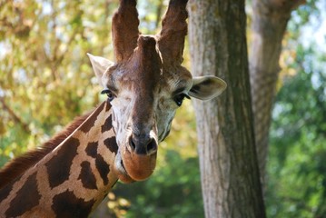 Obraz premium Jirafa