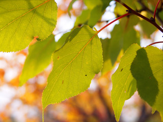 Fresh apricot leaves in evening orchard