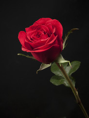 beautiful rose