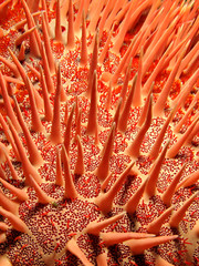 Red crown-of-thorns starfish