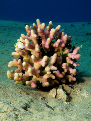 Coral