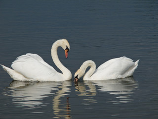 Fototapeta premium Two Mute Swans, Cygnus olor
