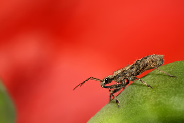 stinkbug
