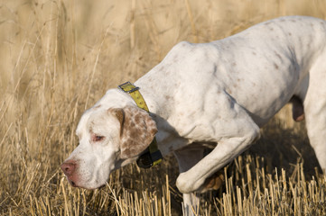 Hunting dog