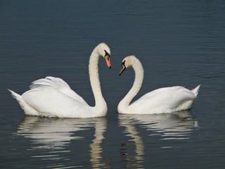 Fototapeta premium Two Mute Swans, Cygnus olor looking at each other
