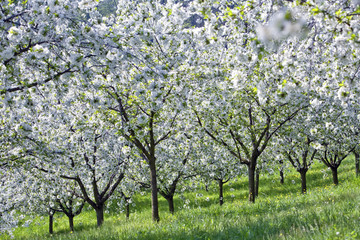 cherry trees