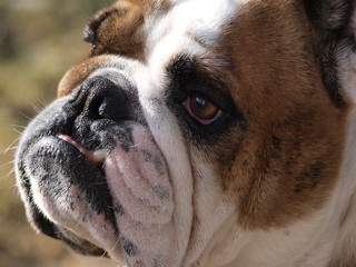 Bulldogge