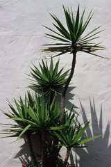 Yucca