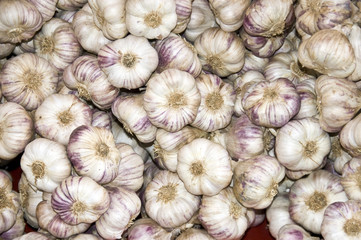 Garlic