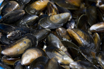 Mussels