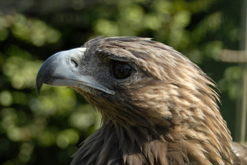 Cabeza de aguila real