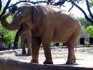 elefante en el zoologico © niyenar