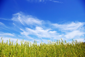 Obraz premium field
