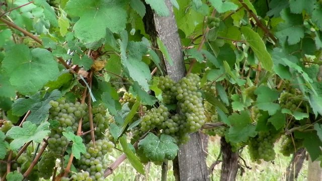 Vignes_1