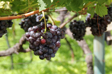 Weintrauben