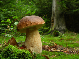 Steinpilz