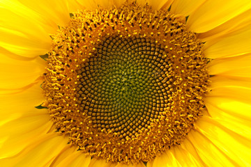 Sonnenblume - Helianthus annuus