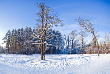 Winter landscape