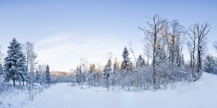 Winter landscape