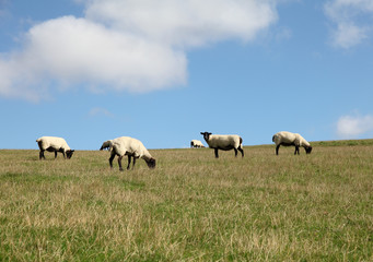 Naklejka na ściany i meble Sheep on Hilly Field