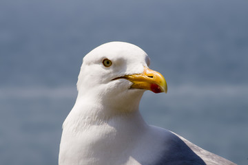 Seagull portrait