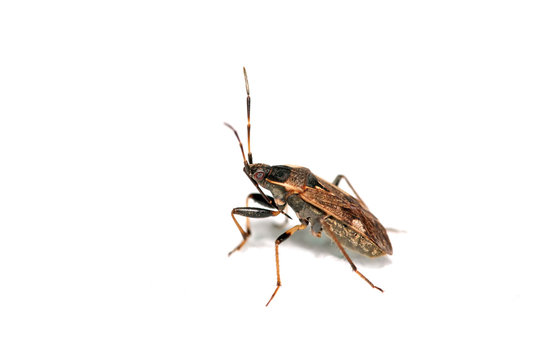 stinkbug