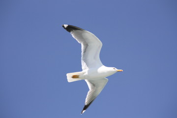 Albatros im Flug © sh193