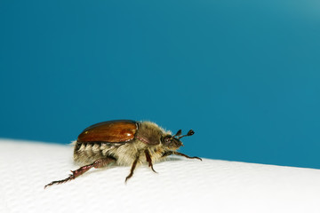chafer