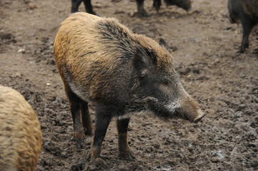 Wildschweine 1.1