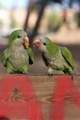 Green parrots