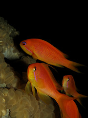 Close up of two Lyretail anthias (Pseudanthias squamipinnis)